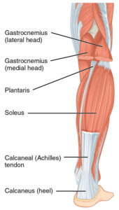 Achilles tendon